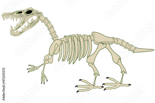 Skeleton of the dinosaur on white background is insulated