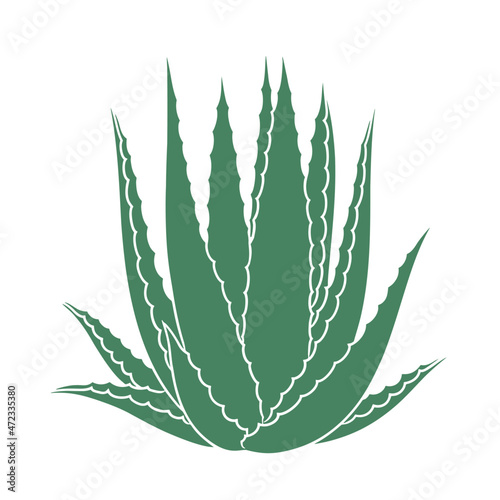Aloe vera plant illustration isolated on white