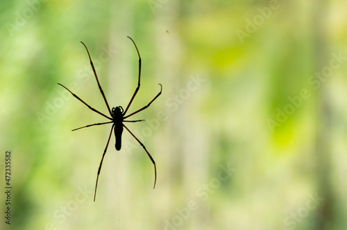 Spiders are air-breathing arthropods that have eight legs. Here is a spider on its web with some parts in focus.