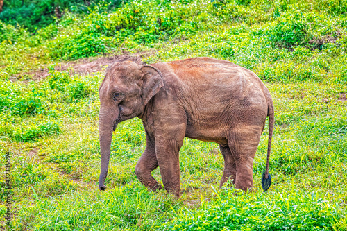 The Asian elephant