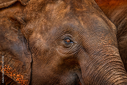 The Asian elephant