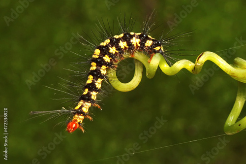 A caterpillar with a combination of yellow and black is resting on wild plant.