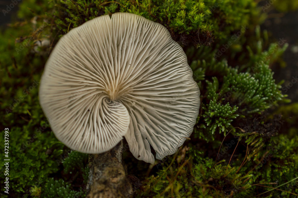 The mushrooms on wood can be either edible or non edible and also might be poisonous. This can be identified by their texture, smell, colour etc. Here is a non edible mushroom on wood.