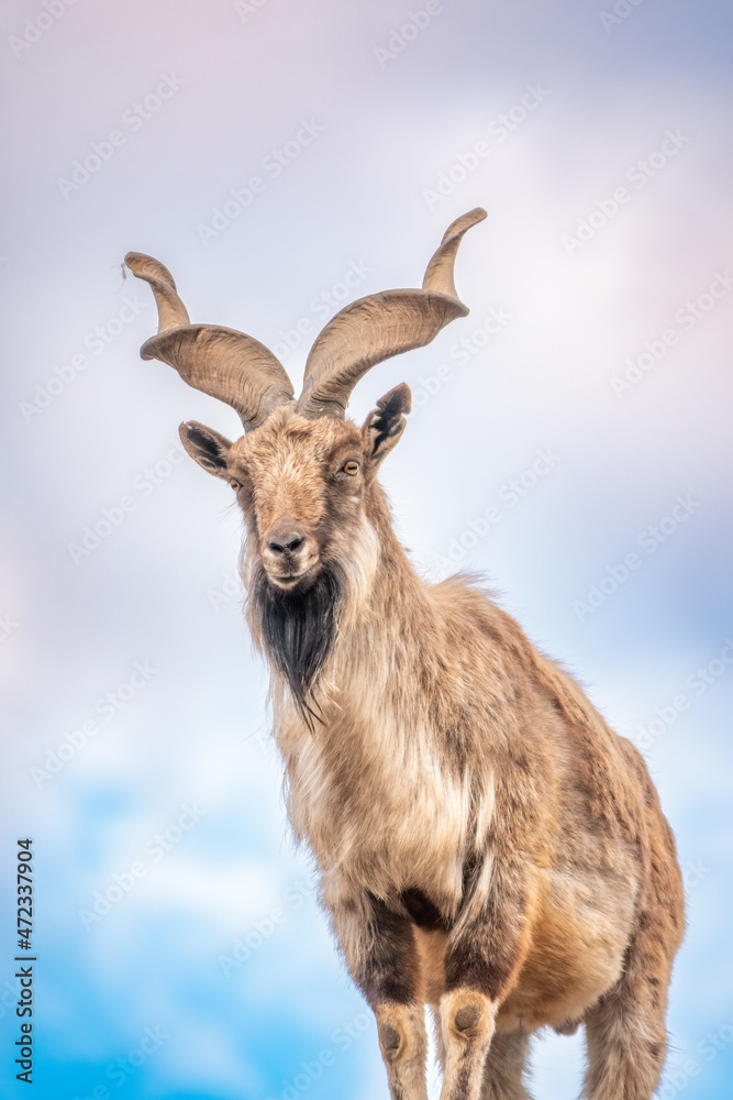 Markhor, Capra falconeri, wild goat native to Central Asia, Karakoram and the Himalayas standing on rock on blue sky background