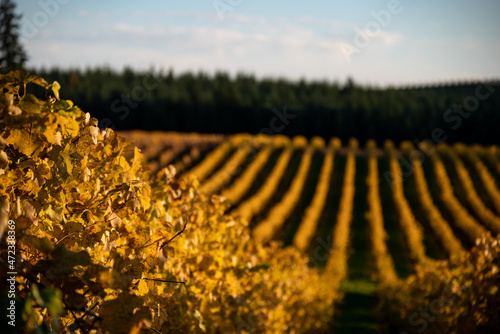 Fototapeta Naklejka Na Ścianę i Meble -  Looking down a hill into an Oregon vineyard in fall, lines of gold vines glow in afternoon sun, leaves sharp in the foreground.