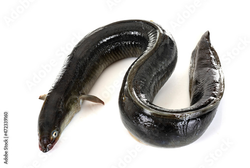 European eel in studio photo