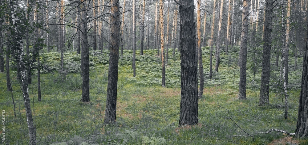 Obraz premium trees in the forest