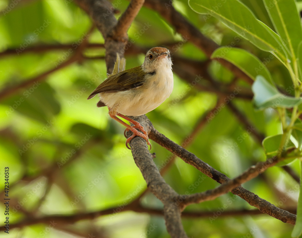 Common tailorbird standing on branch. Orthotomus sutorius. Small bird. Common tailorbird standing on branch. Orthotomus sutorius. Small bird.