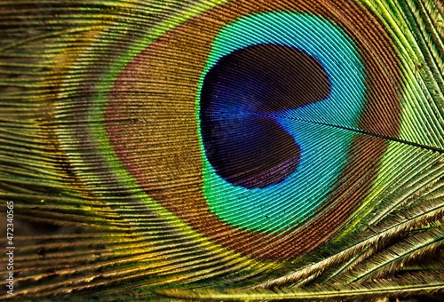 peacock feather close up. Peafowl feather background. Beautiful peafowl feather.
