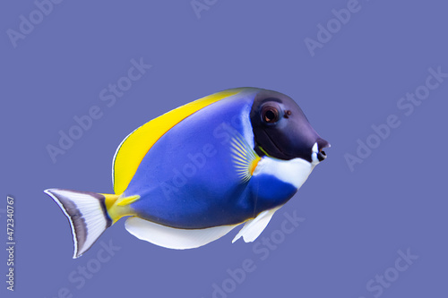 Bright blue and yellow tropical fish, isolate on a light blue background.
