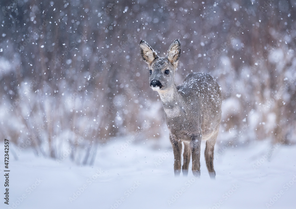 Roe deer ( Capreolus capreolus ) close up Roe deer ( Capreolus capreolus ) close up