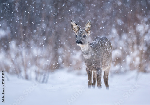 Roe deer   Capreolus capreolus   close up