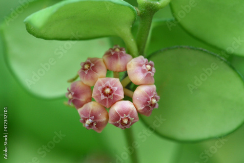 A group of small pink Hoya with its green leaves in natural light.