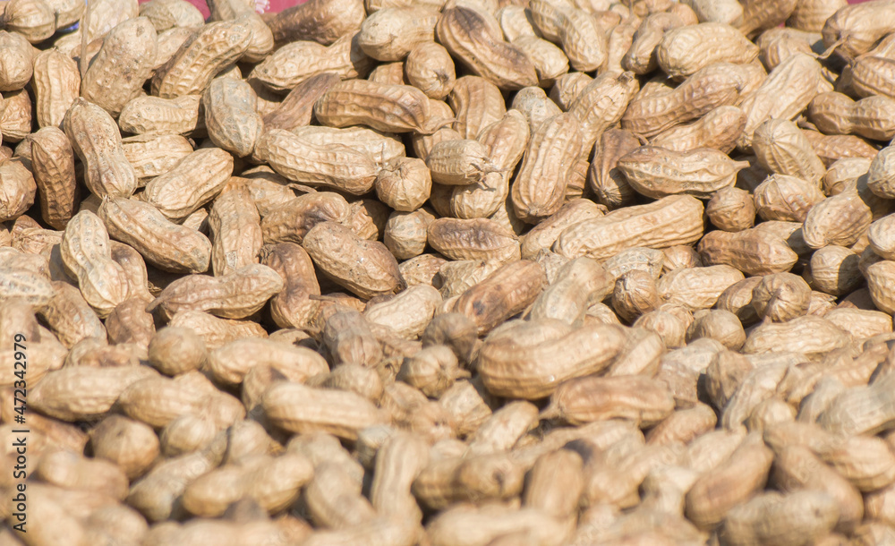 Peanut. Groundnut. Goober. Pindar. Monkey nut.Arachis hypogaea. Peanut. Groundnut. Goober. Pindar. Monkey nut.Arachis hypogaea.