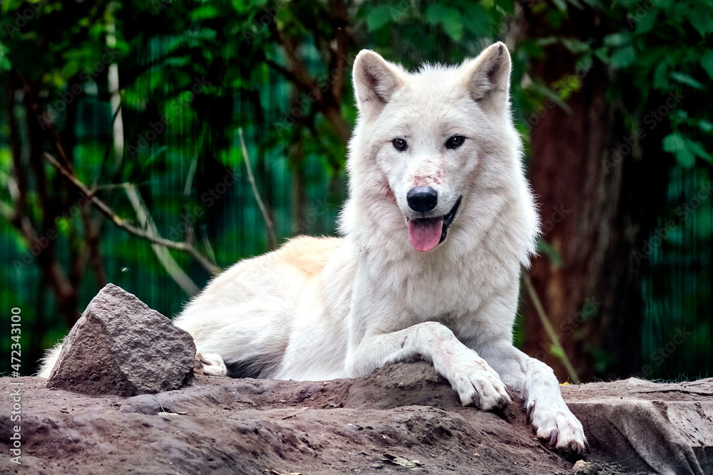 Polarwolf , Weißwolf oder arktischer Wolf ( Canis lupus arctos ). Polarwolf , Weißwolf oder arktischer Wolf ( Canis lupus arctos ).