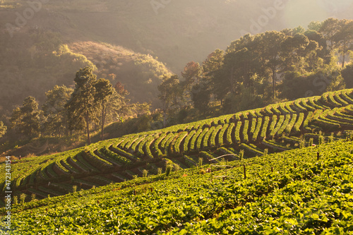 The scenery of the strawberry farm in steps with soft morning light and big trees in the background. 