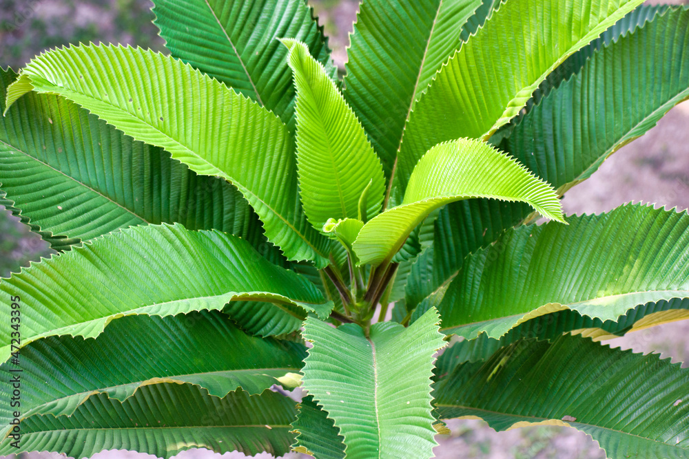Elephant apple leaves.Dillenia indica leaves.It is a species of Dillenia native to China and tropical Asia Elephant apple leaves.Dillenia indica leaves.It is a species of Dillenia native to China and tropical Asia