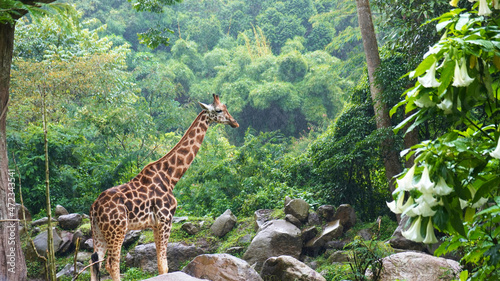 Photography Giraffe