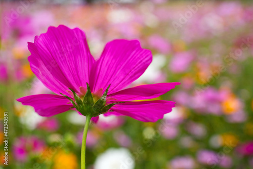 Back of pink cosmos with colorful cosmos in the background in natural light. © Vimonrat