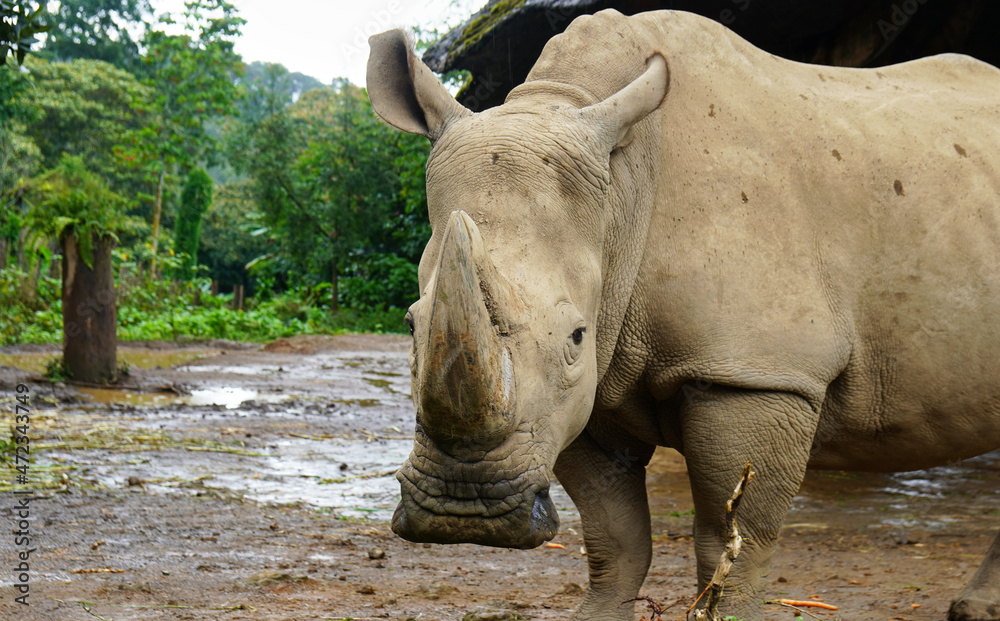 Fototapeta premium Rhino