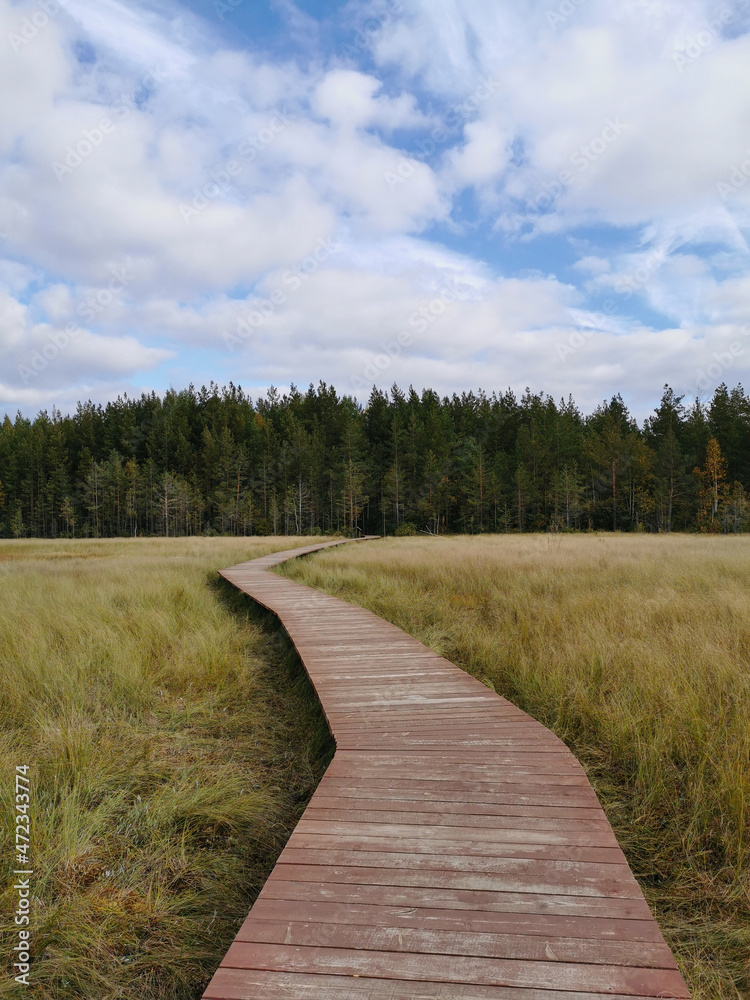 A deck of brown wooden planks over a swamp with yellowed grass, going to the forest, against a beautiful sky with clouds..