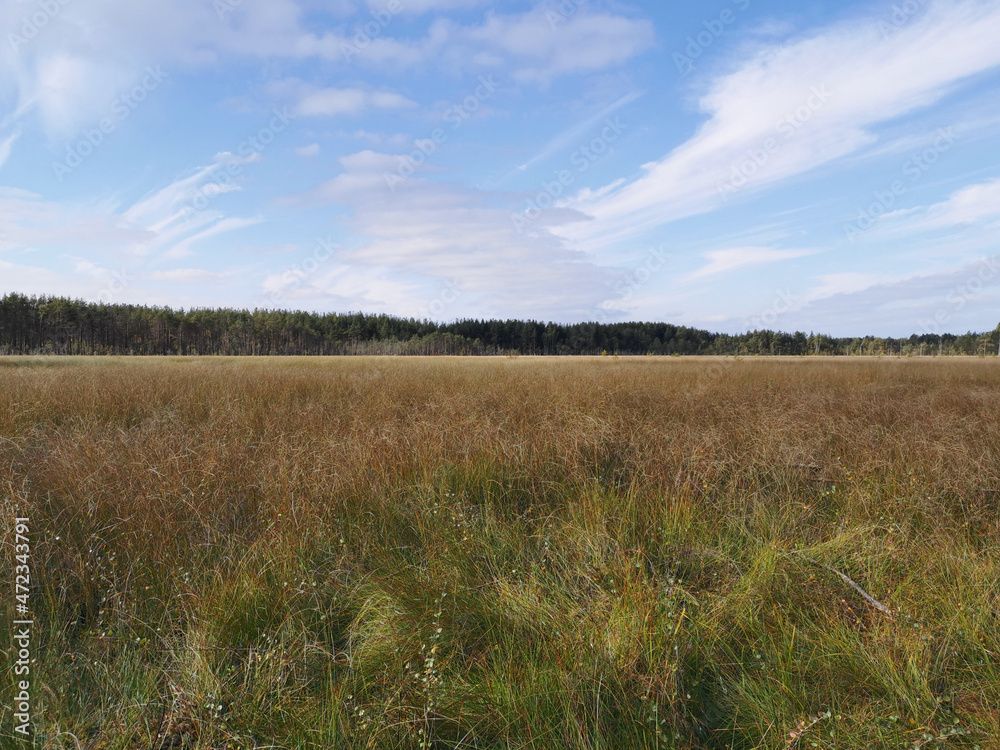 View of the swamp, where tall, already yellowing grass grows, and trees grow on the edges against the sky with beautiful clouds..