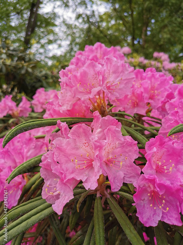 A bush with flowers and buds of pink-lilac Makino rhododendron (Latin: rhododendron makinoi Tagg) against the background of trees and blue sky with clouds in the botanical garden of St. Petersburg. photo