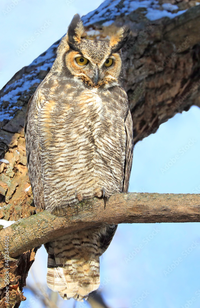 Obraz premium Great horned owl standing on a tree branch, Quebec, Canada