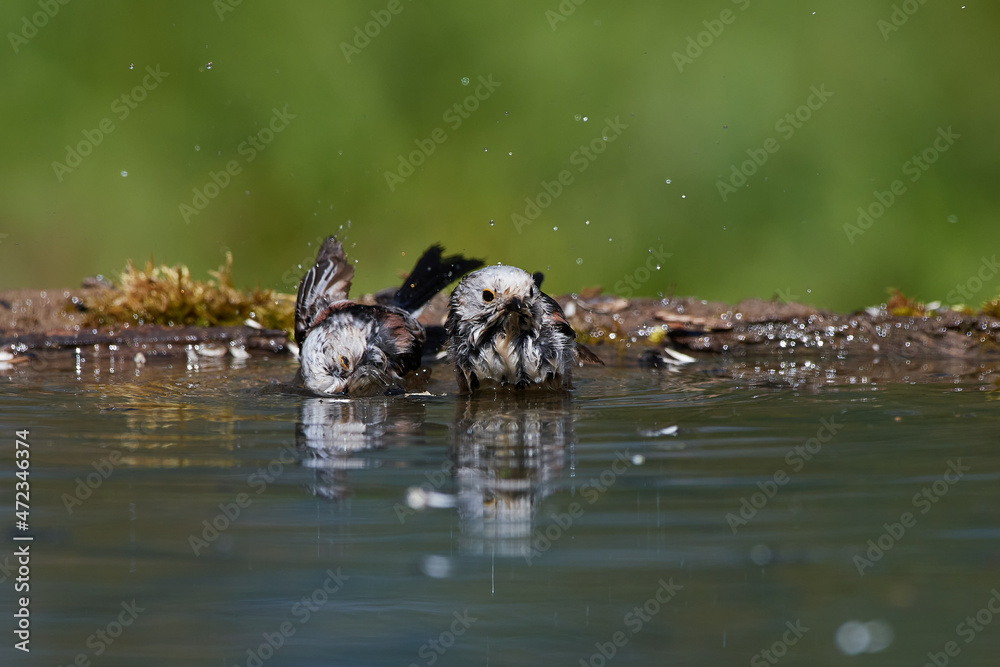 Long-tailed tit ,,Aegithalos caudatus,, bathing in fresh water in forest, Slovakia, Europe Long-tailed tit ,,Aegithalos caudatus,, bathing in fresh water in forest, Slovakia, Europe