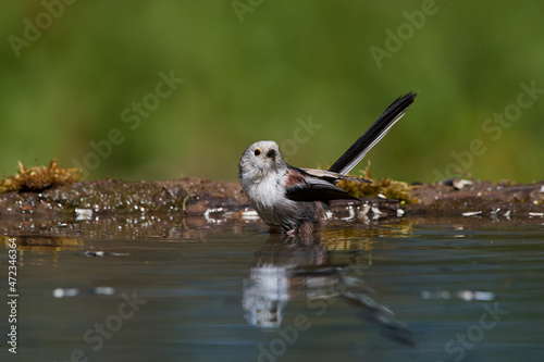 Long-tailed tit ,,Aegithalos caudatus,, bathing in fresh water in forest, Slovakia, Europe
