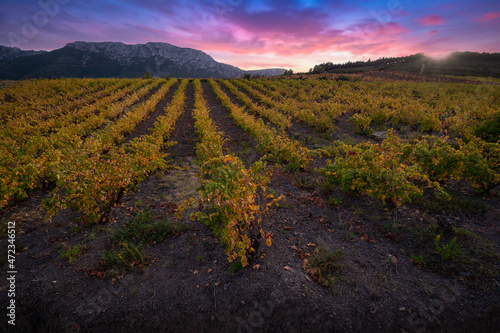 Tableau sur toile Vineyards of the AOC Maury region in the Aude