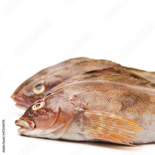 Grouper Fish on white background photo