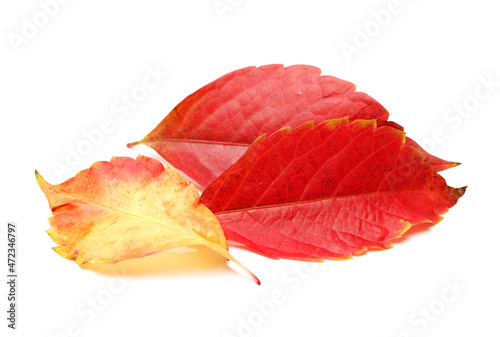 Leaf isolated on a white backgroun