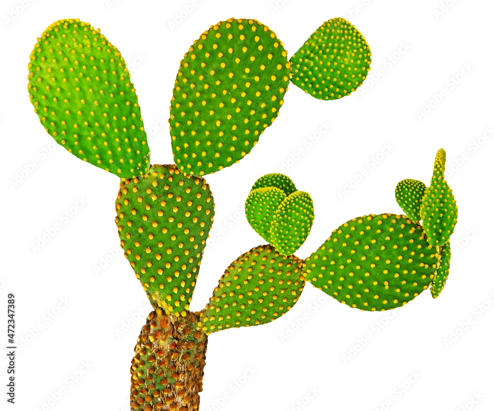 Close up of opuntia cactus