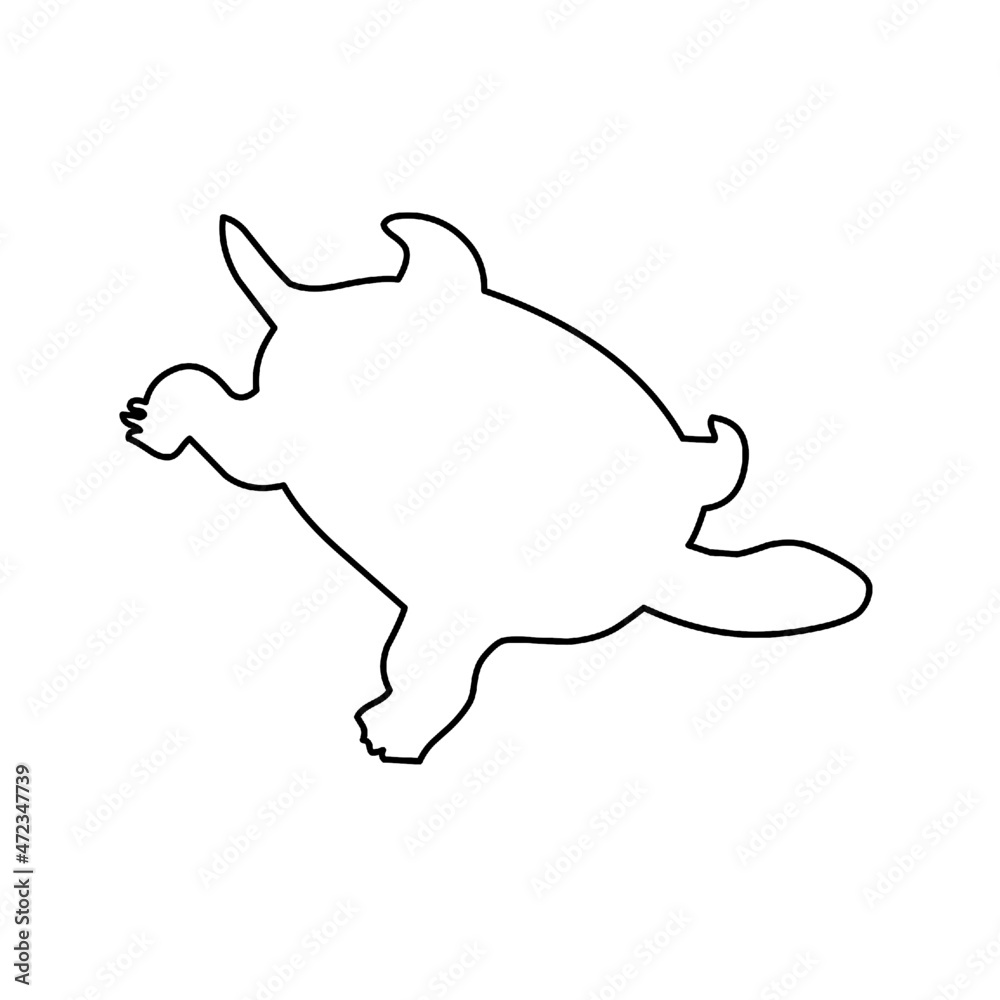 turtle turtle