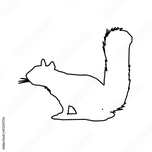 squirrel 
