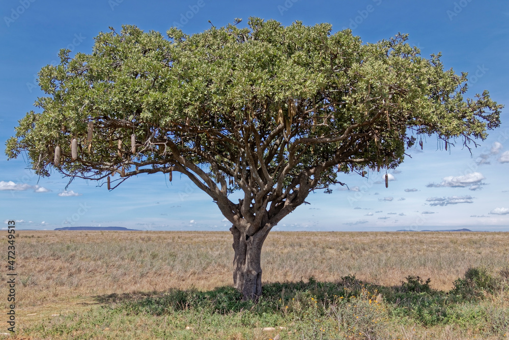 Tanzania, the national park – pine tree.