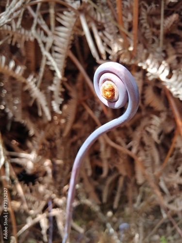 Hapu'u Fern Close Up photo