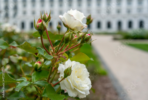 Natural white roses in bloom. photo