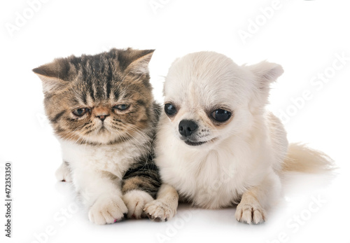 exotic shorthair kitten and chuihuahua