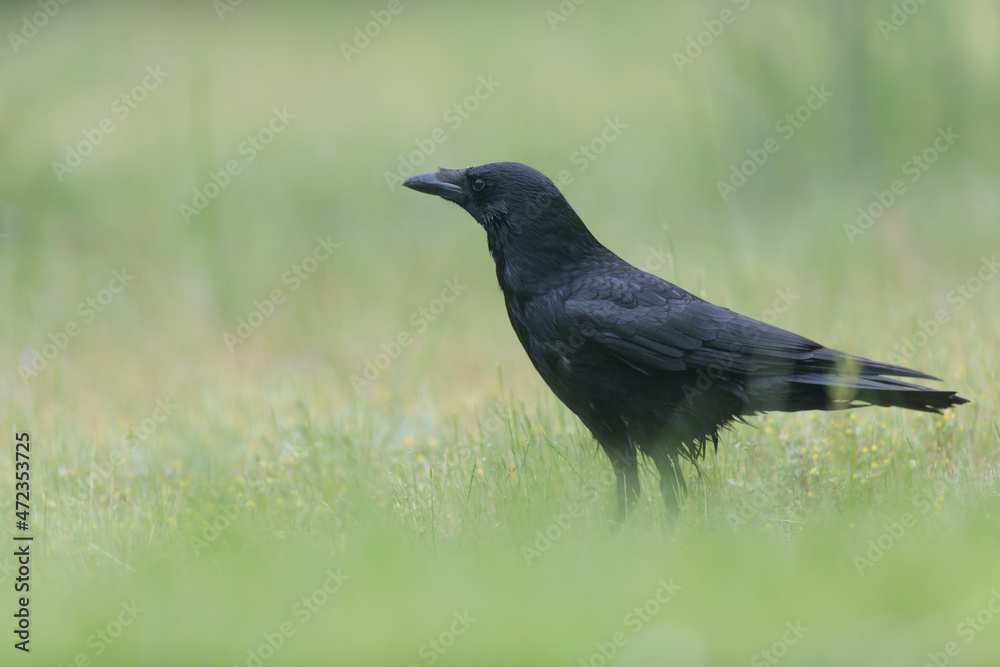 Corvus corone Carrion crow in close view Corvus corone Carrion crow in close view