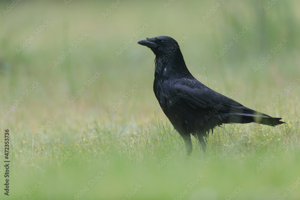 Corvus corone Carrion crow in close view Corvus corone Carrion crow in close view