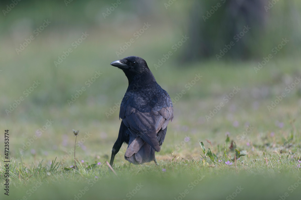 Corvus corone Carrion crow in close view Corvus corone Carrion crow in close view