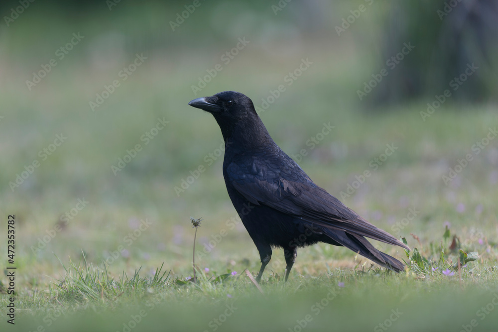 Corvus corone Carrion crow in close view
