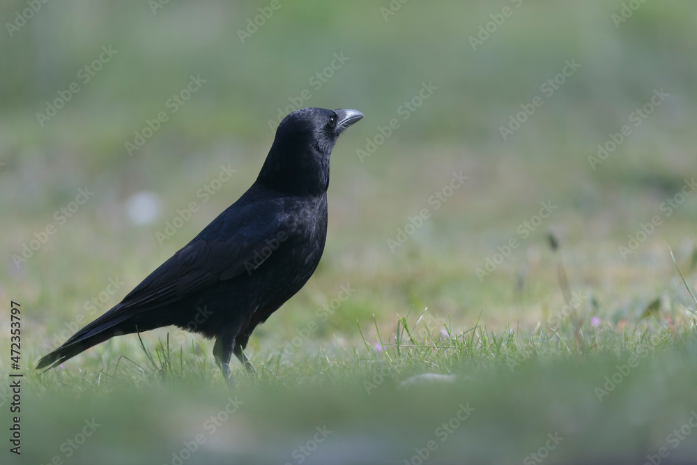 Corvus corone Carrion crow in close view Corvus corone Carrion crow in close view