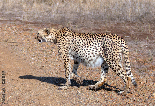 Cheetah in South Africa