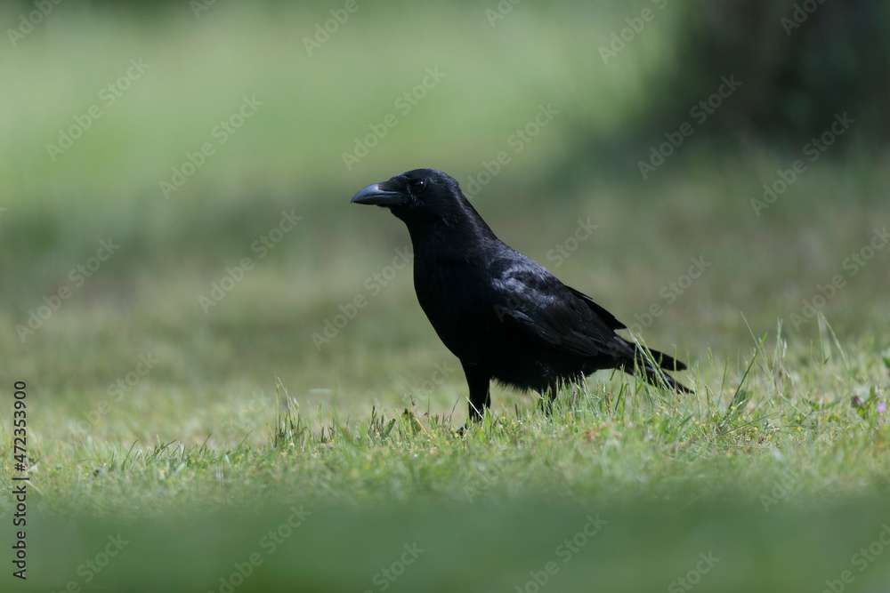 Fototapeta premium Corvus corone Carrion crow in close view