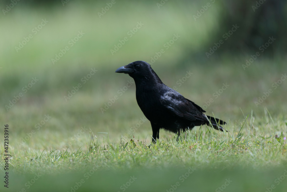 Fototapeta premium Corvus corone Carrion crow in close view