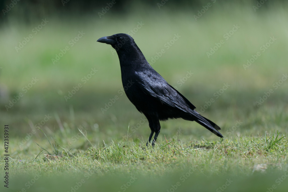 Corvus corone Carrion crow in close view Corvus corone Carrion crow in close view