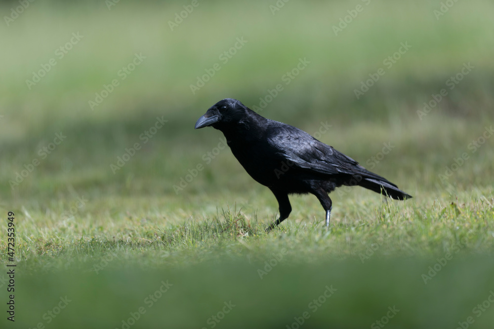 Corvus corone Carrion crow in close view Corvus corone Carrion crow in close view